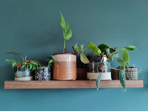 A rustic wooden shelf displaying an assortment of Crissy’s Plants in charming pots.