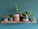 A minimalist shelf displaying a variety of potted plants against a deep sage green wall.