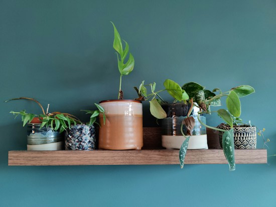 A wooden shelf displaying a collection of potted plants against a teal wall. The pots vary in design and texture, showcasing different styles. The plants have green leaves and some are trailing over the pots.