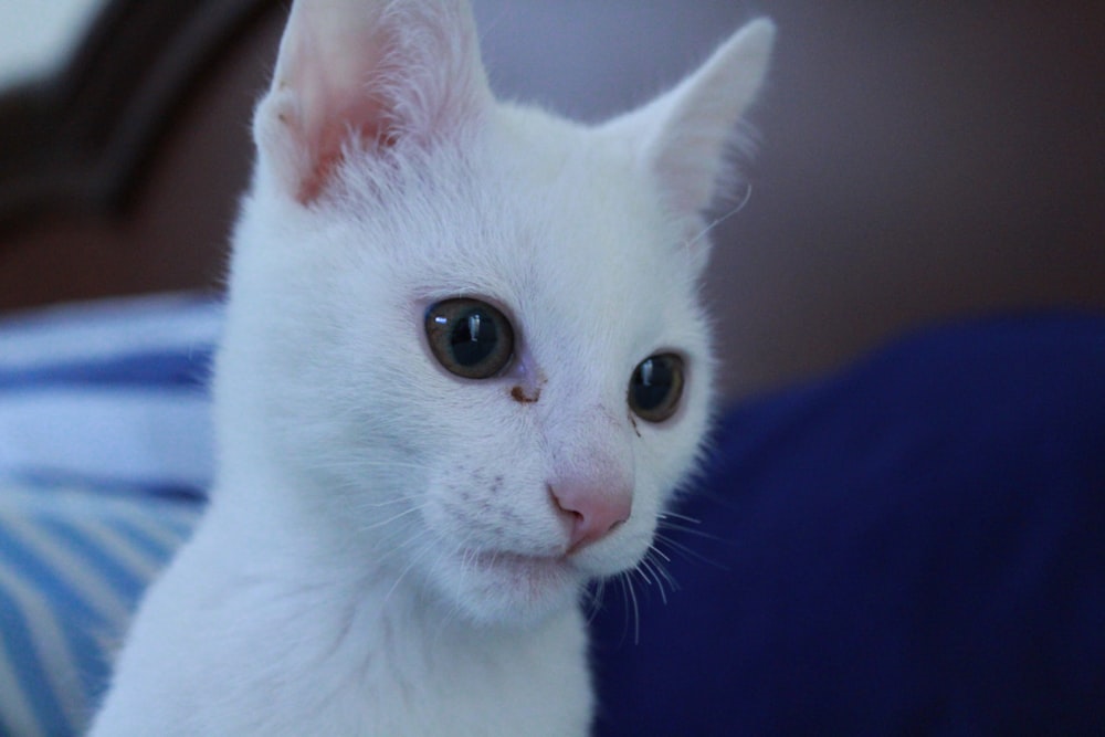 a close up of a white cat on a bed