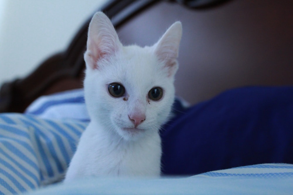 a white kitten sitting on top of a bed