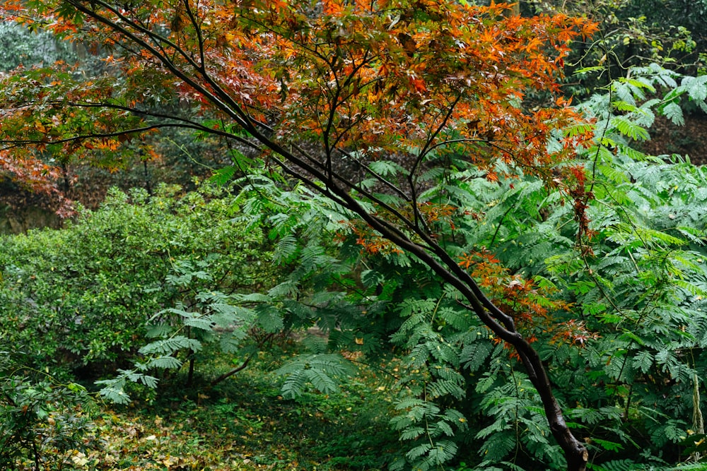 a lush green forest filled with lots of trees