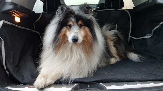A fluffy dog with a luxurious, long coat of fur, predominantly white with black and brown markings, is laying down in the back of a car. The dog appears to be very relaxed and calm. The interior of the car has dark fabric coverings to protect the seats.