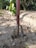A gardening tool with a long handle is embedded in dry, dusty soil. The visible part of the tool has several prongs, indicating it's used for digging or cultivating. Surrounding the tool are scattered dried leaves and a small green plant to the left. In the background, there are some trees providing partial shade.