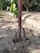 A gardening tool with a long handle is embedded in dry, dusty soil. The visible part of the tool has several prongs, indicating it's used for digging or cultivating. Surrounding the tool are scattered dried leaves and a small green plant to the left. In the background, there are some trees providing partial shade.