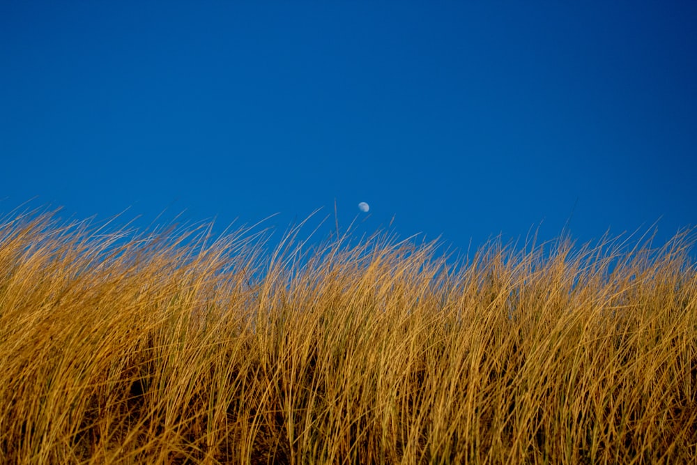 a field of tall grass with a half moon in the distance