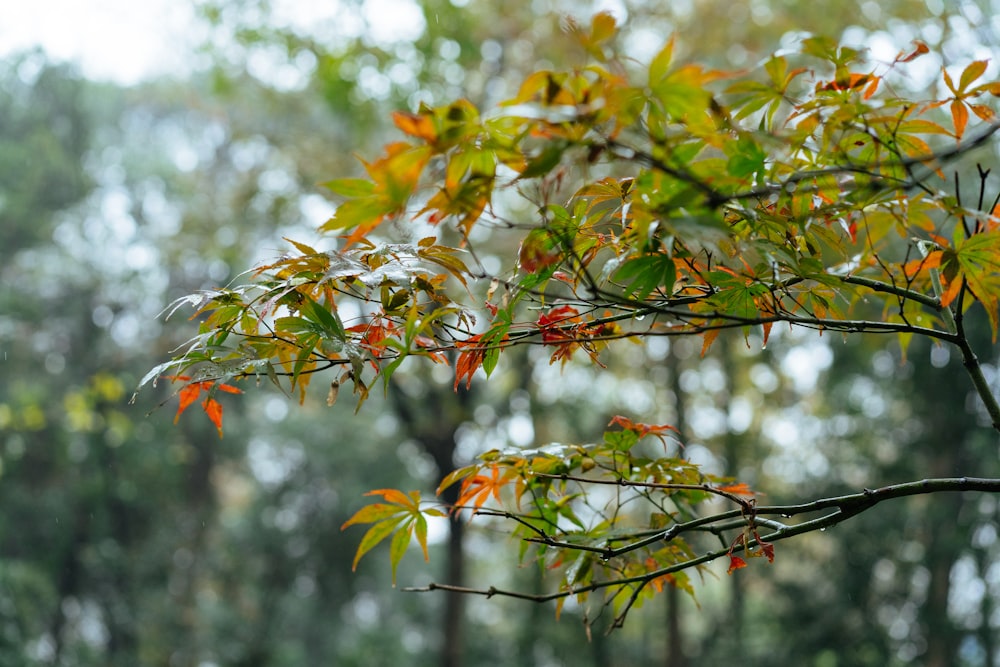 a close up of a tree with leaves