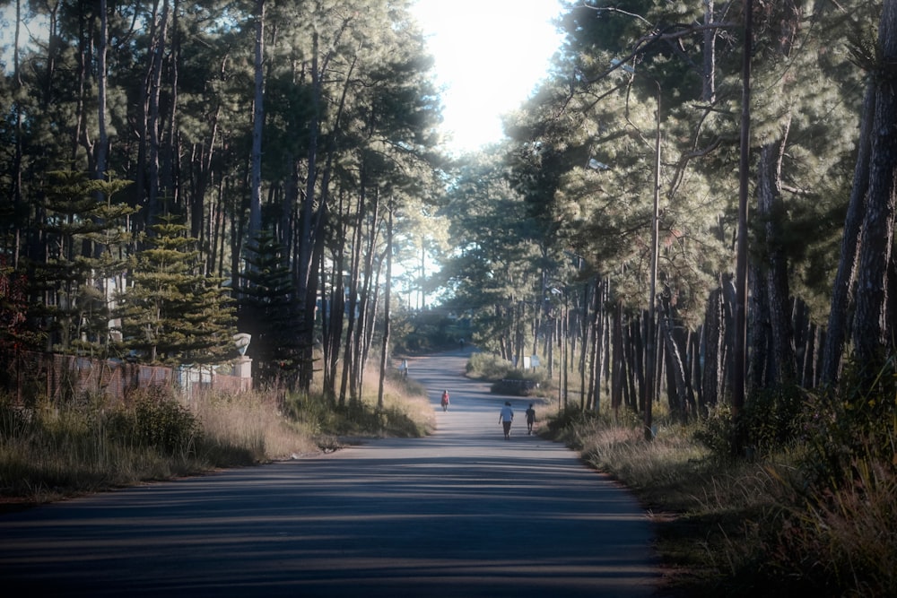 a person walking down a road in the middle of a forest