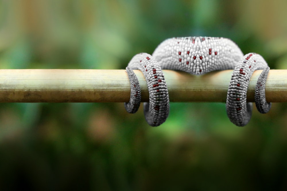 a close up of a small animal on a stick