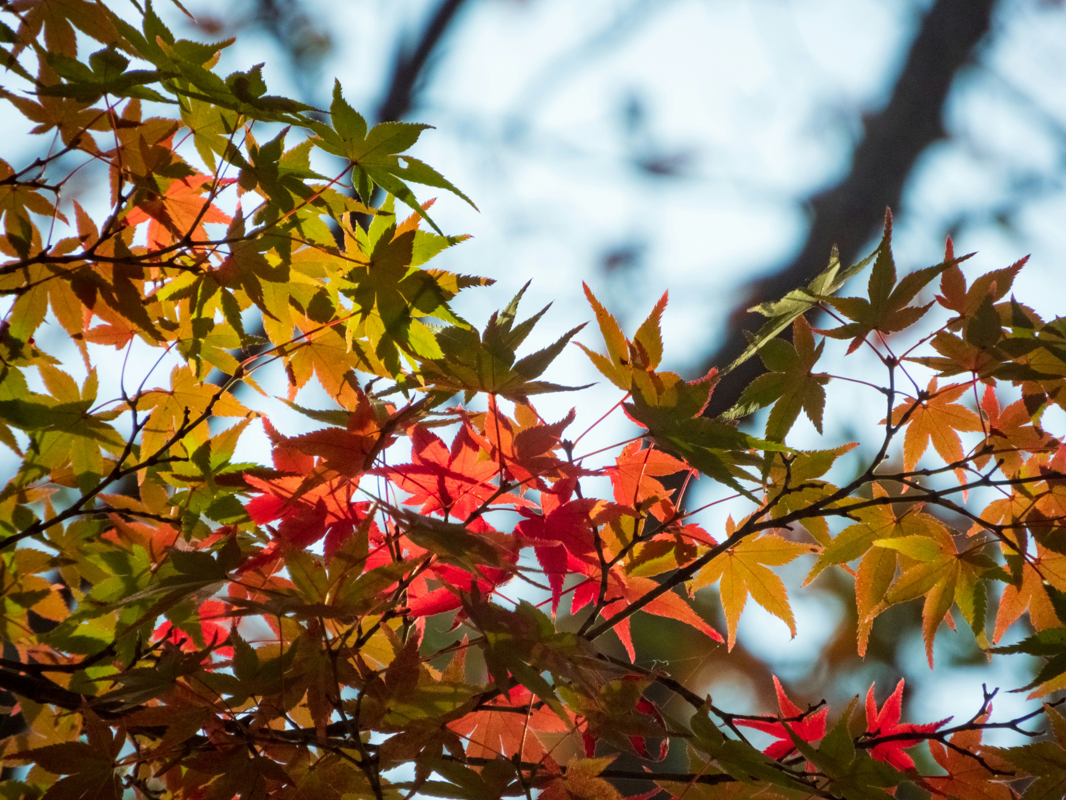 Photo by heppoko_yama