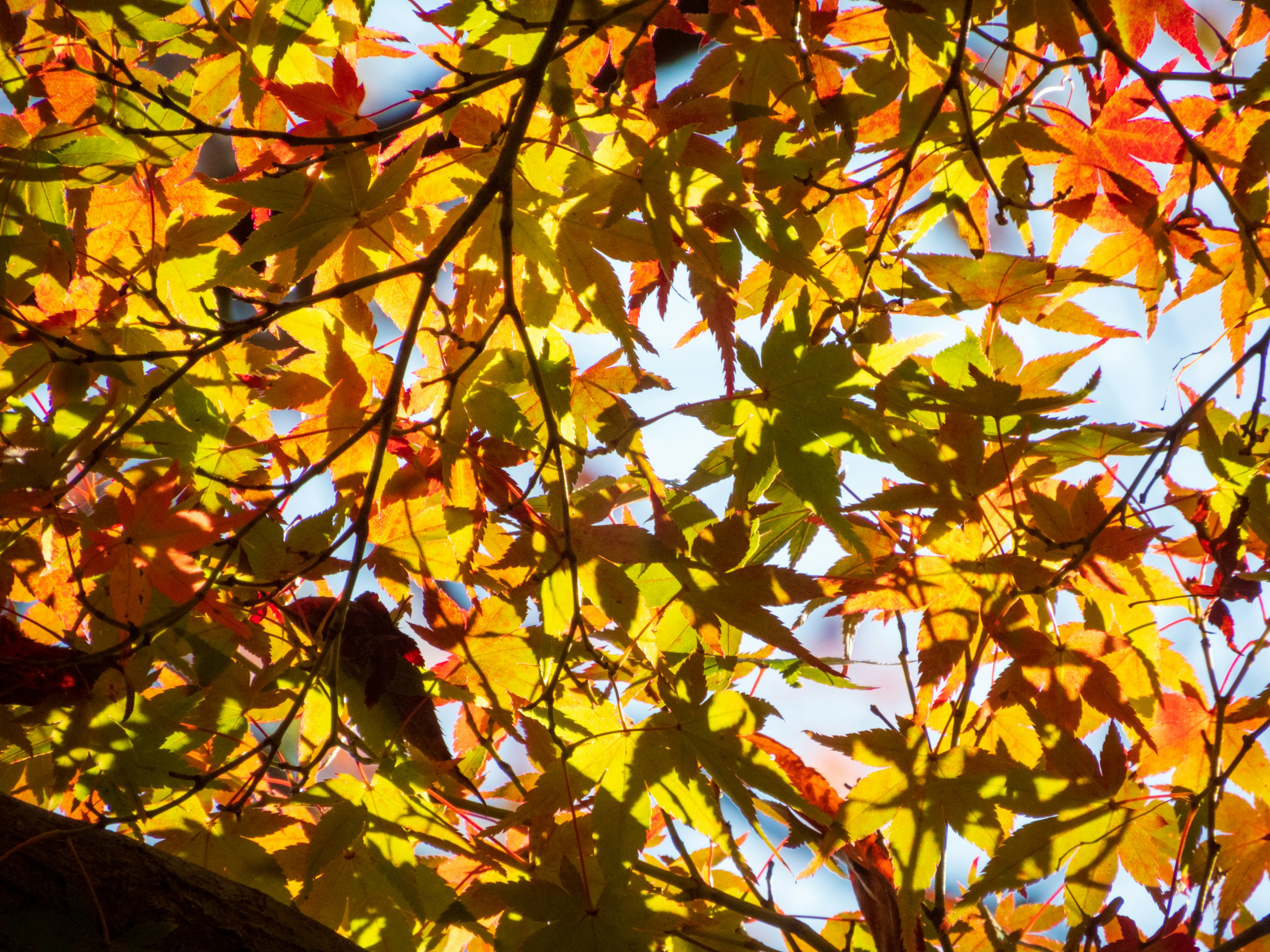 Photo by heppoko_yama