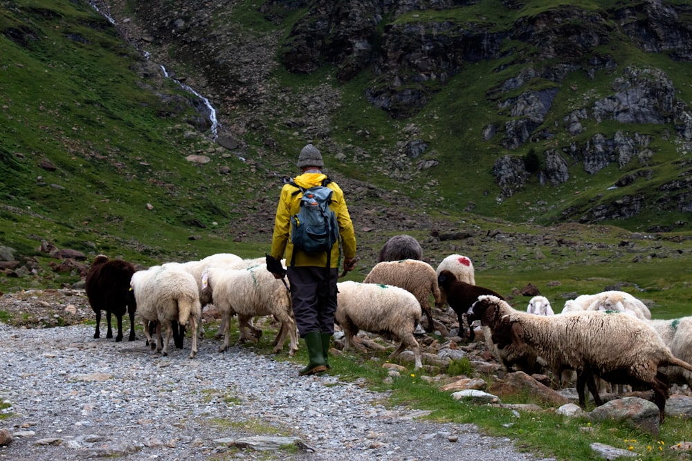 a man in a yellow jacket is herding sheep
