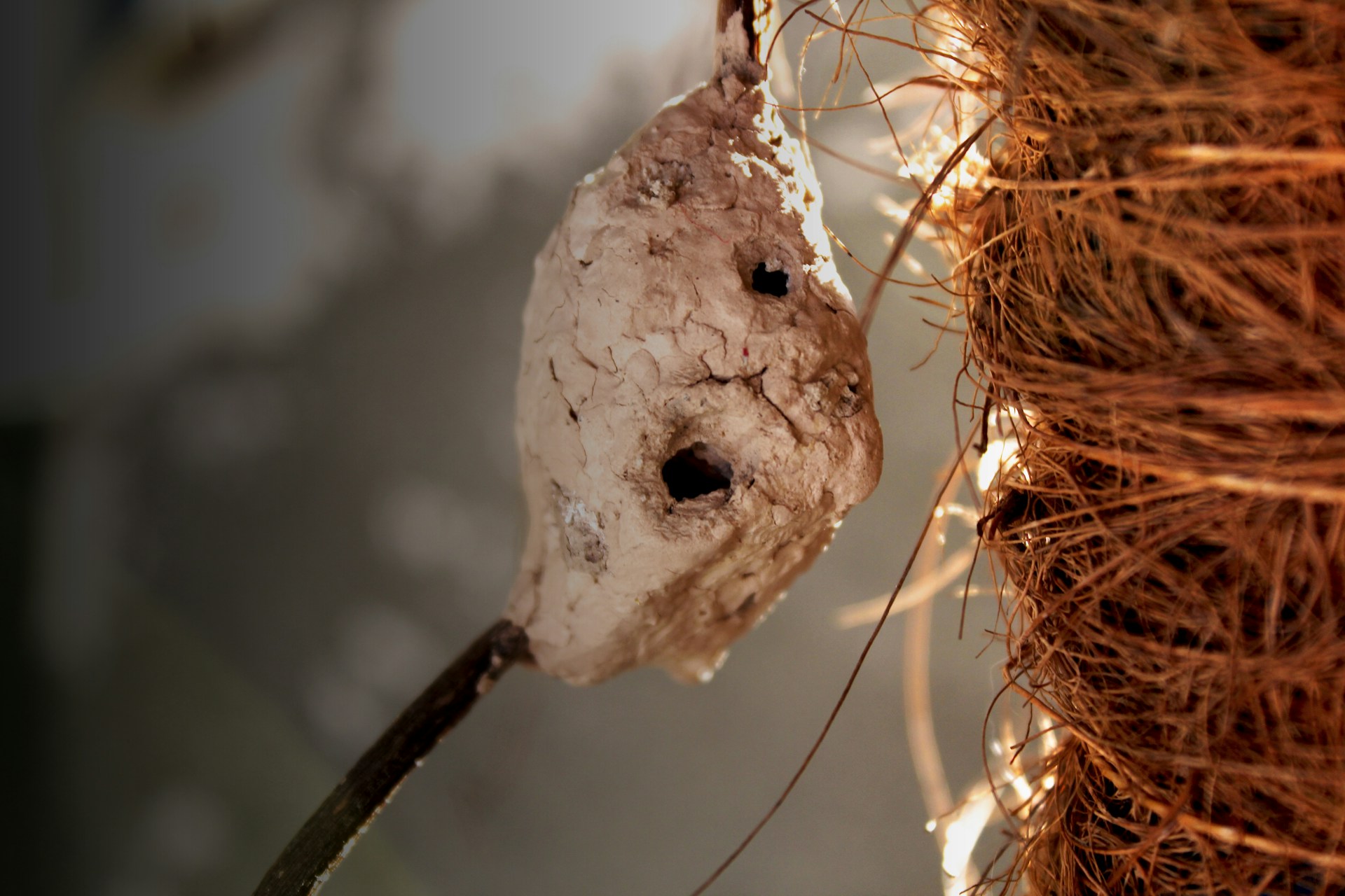 a close up of a bird nest hanging from a tree