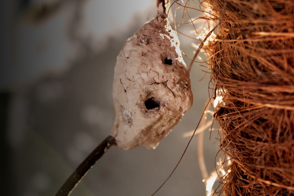 Eine Nahaufnahme eines Vogelnestes, das an einem Baum hängt