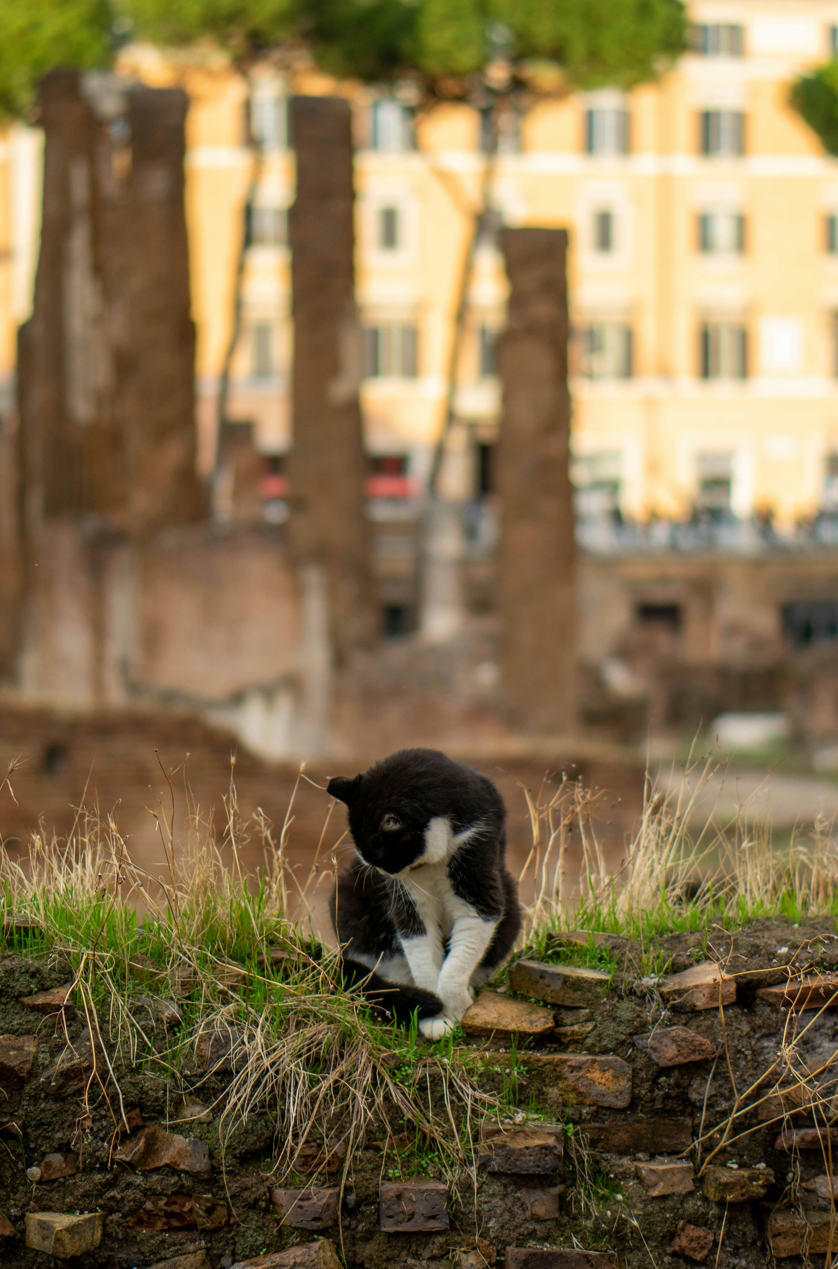 Un chat noir et blanc assis au sommet d’un mur de briques