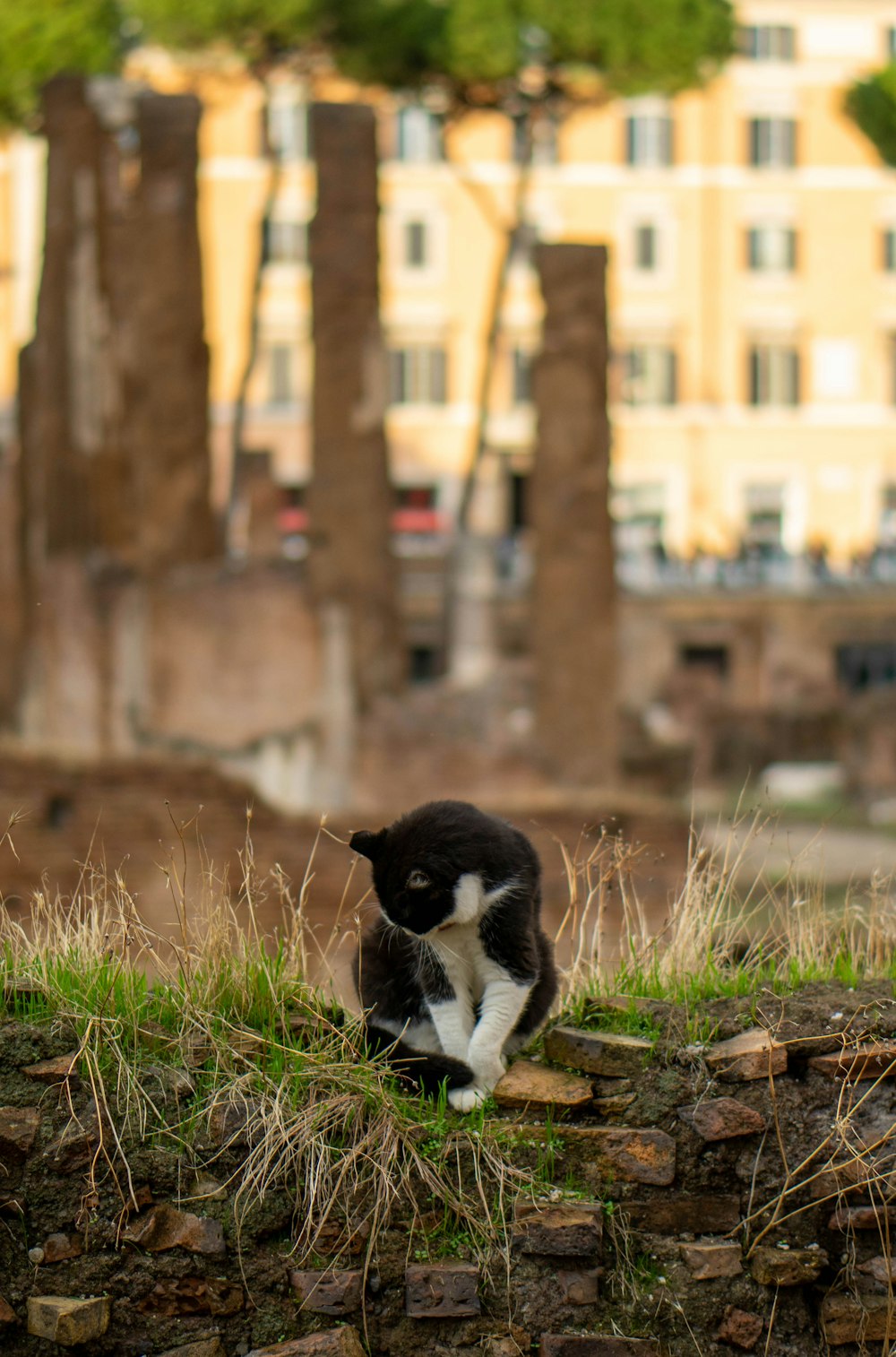 a black and white cat sitting on top of a brick wall