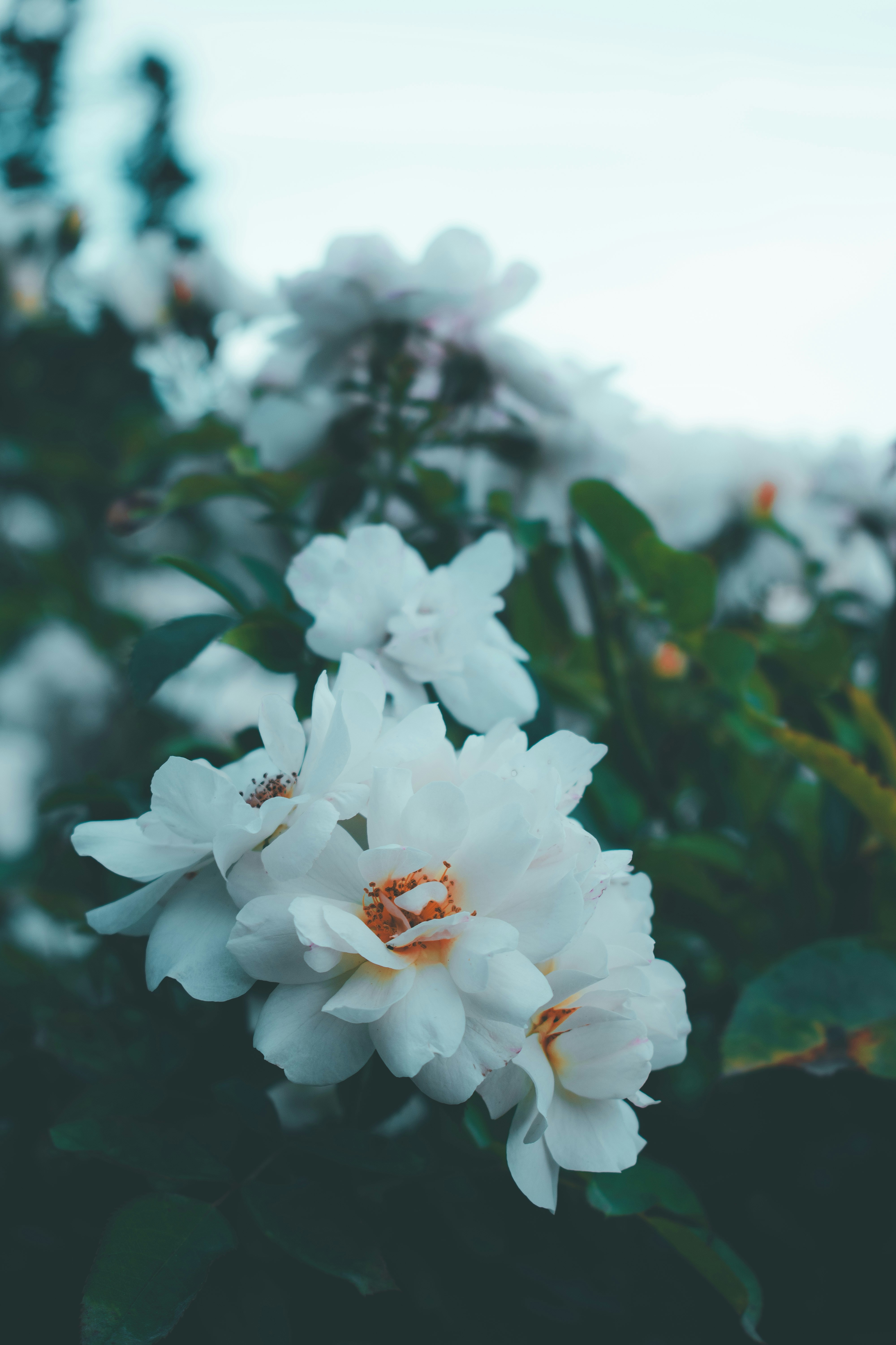 Photo by dtodorovaph