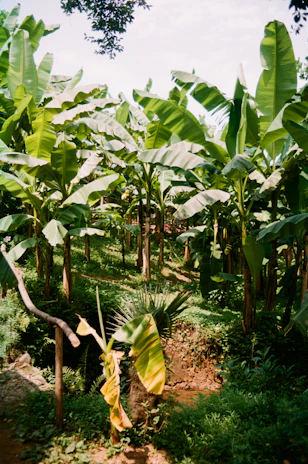 a bunch of bananas are growing in a field