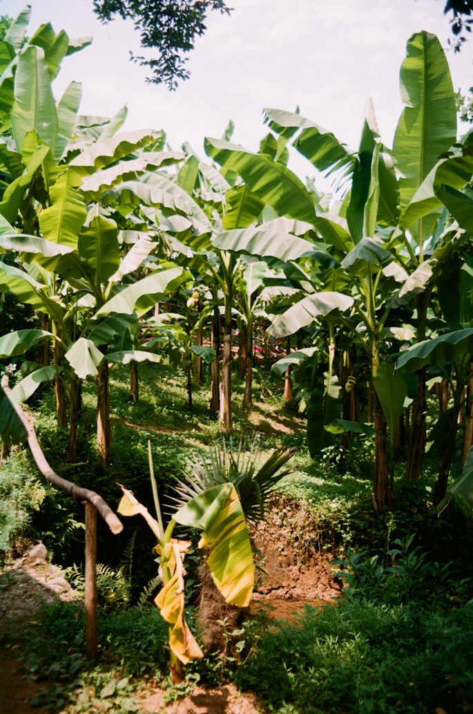 Plantación de Mangostán