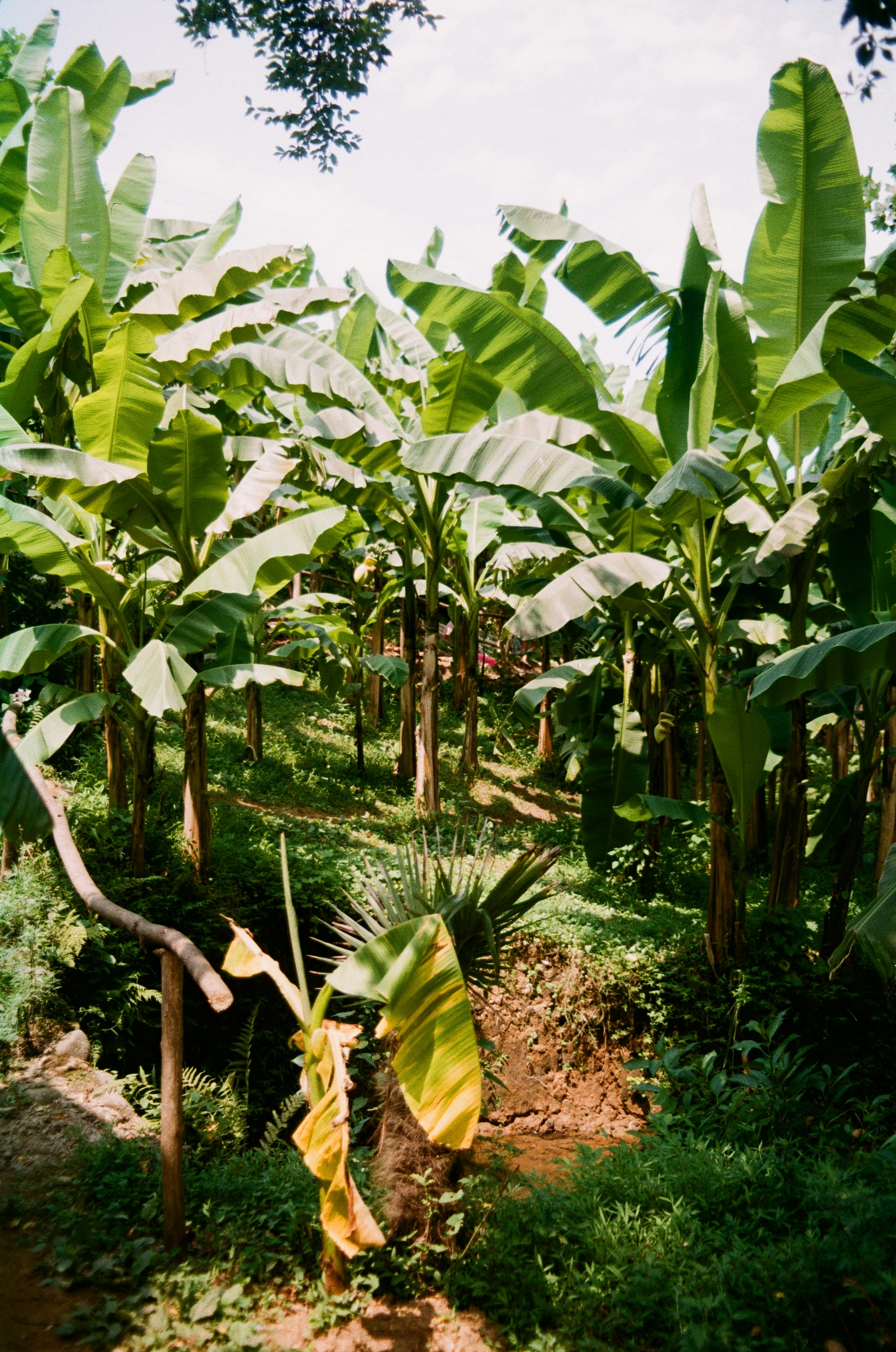 State Maps and Legal Snapshots Highlighting Where THCA Can Be Grown Sold or Transported