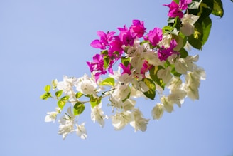 purple and white flowers against a blue sky