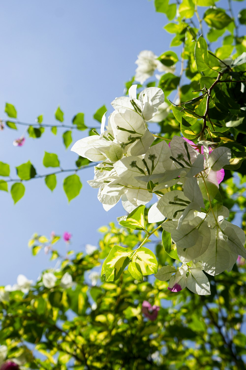 a tree with white flowers and green leaves