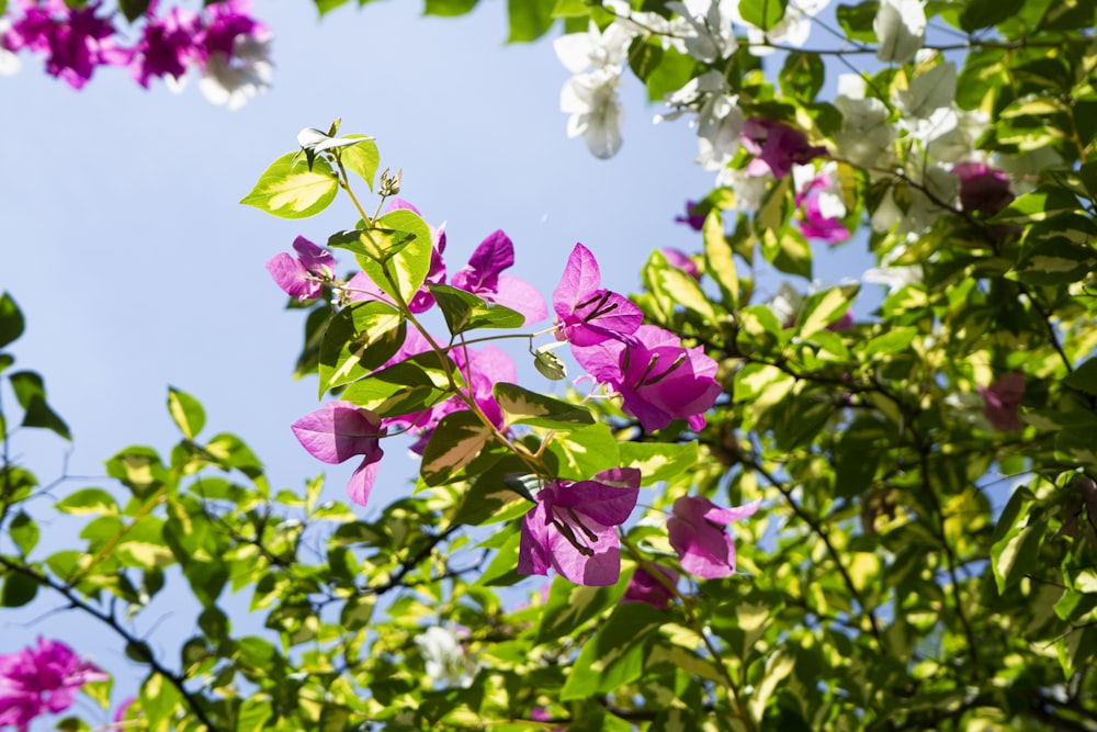 a purple flower on a plant