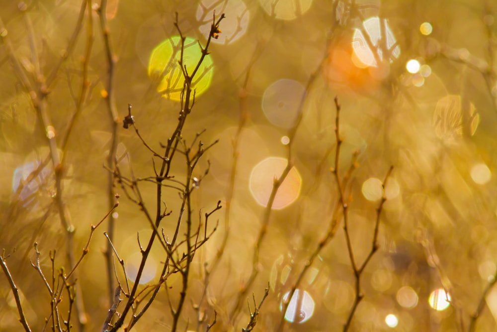 a close up of a tree with lots of leaves