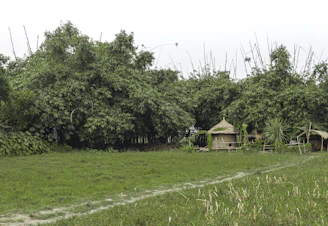 A lush, green landscape featuring dense bamboo forests. In the foreground, a grassy field leads to a rustic, thatched-roof hut and a small wooden structure. The scene is tranquil and exudes a rural, natural vibe.