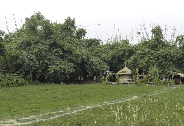 A lush, green landscape featuring dense bamboo forests. In the foreground, a grassy field leads to a rustic, thatched-roof hut and a small wooden structure. The scene is tranquil and exudes a rural, natural vibe.