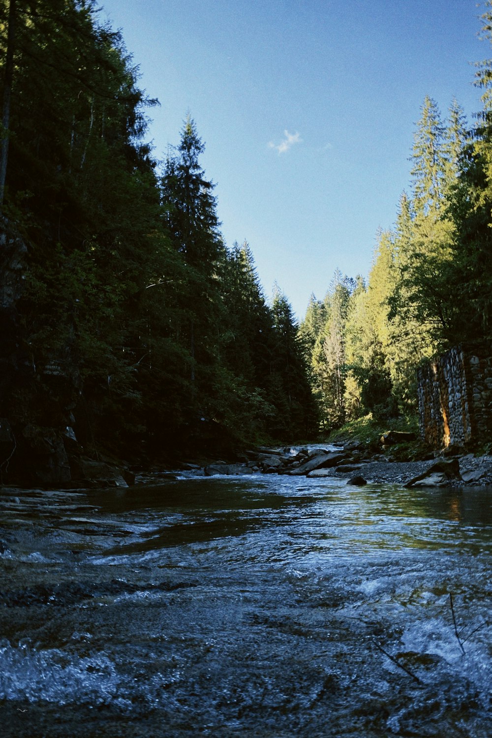 a river running through a forest filled with lots of trees