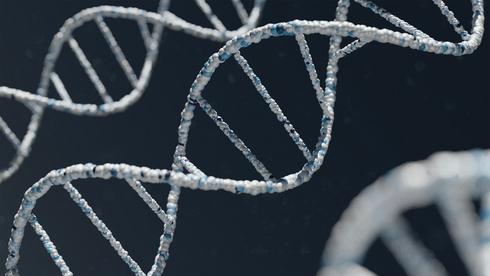 រូបភាព 3D render នៃ DNA ខ្សែភ្លោះពណ៌ស និងខៀវលើផ្ទៃខ្មៅ