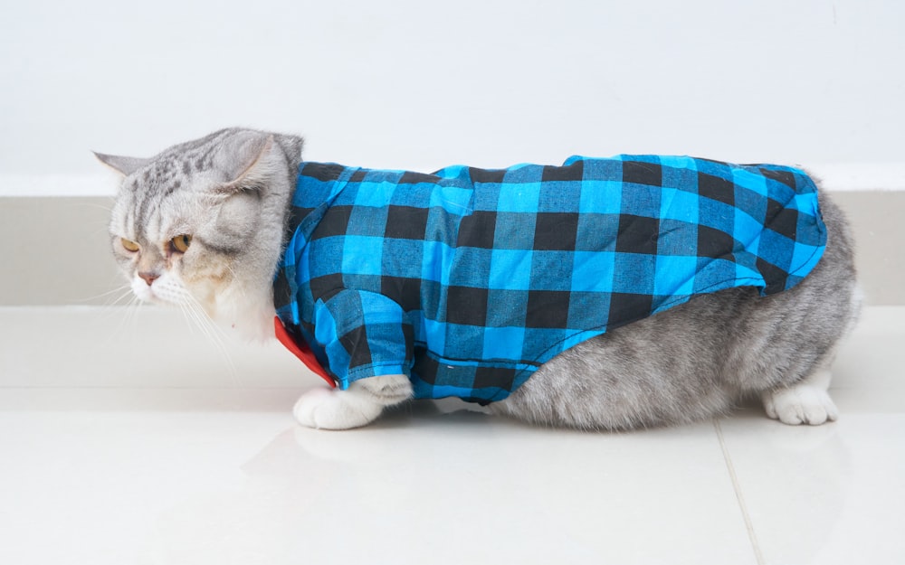 a cat wearing a blue and black checkered shirt