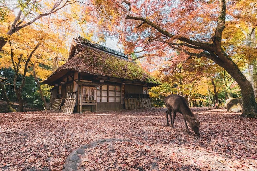 a horse grazes in front of a small house