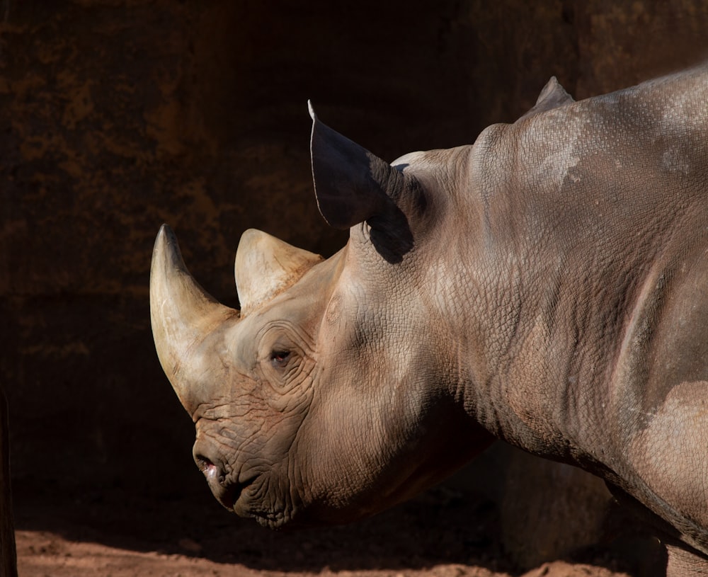 a rhino with a black horn standing next to a rock wall