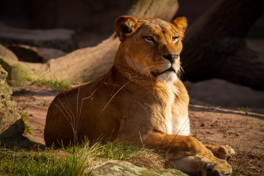 a close up of a lion laying on a dirt ground