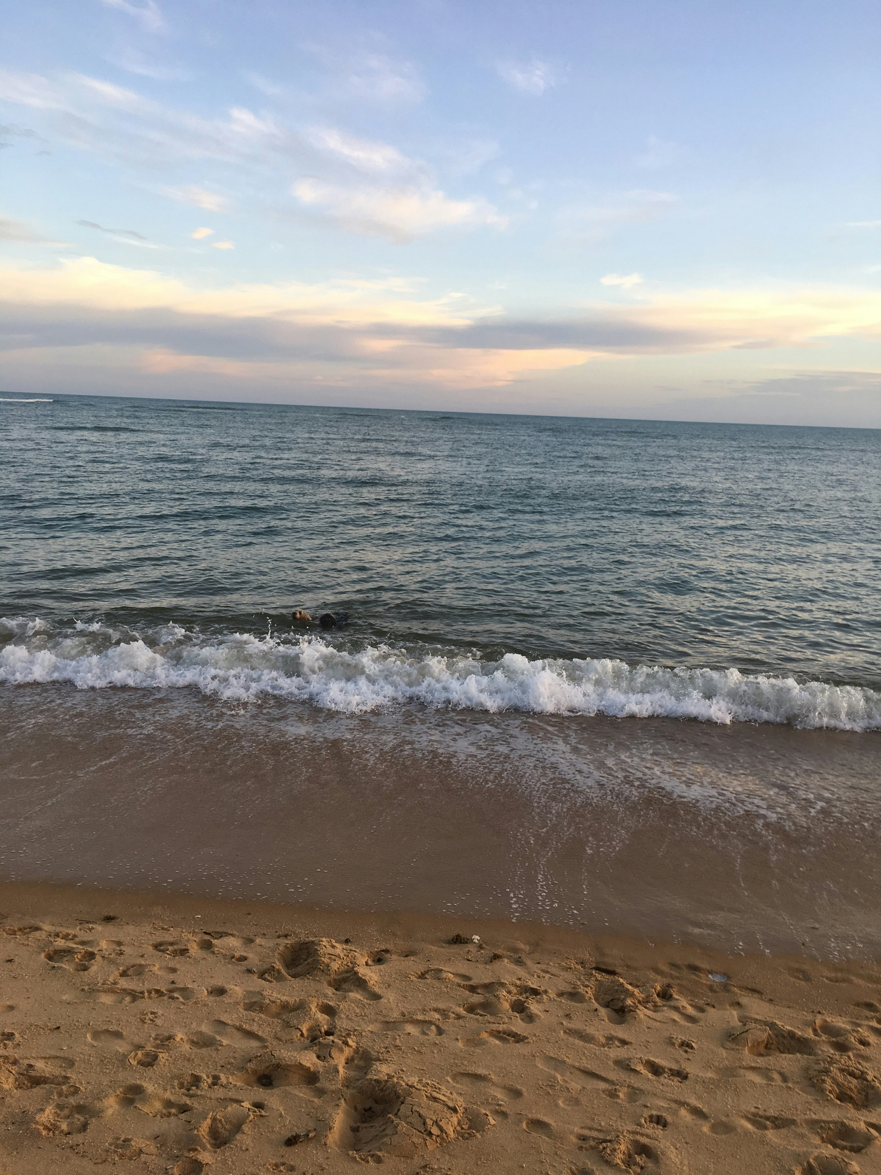 Hond spelend in de golven aan het strand