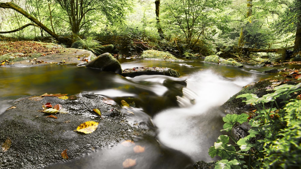 a stream running through a lush green forest