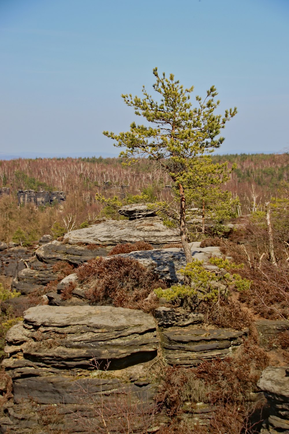 a lone tree grows on a rocky outcropping