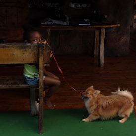 A young child, wearing a green shirt and denim shorts, is sitting behind a wooden table in a dimly lit room. A small, fluffy dog on a leash is standing on a green floor, pulling slightly forward. The background includes a wooden desk with open books and some scattered items, creating a cozy, rustic atmosphere.