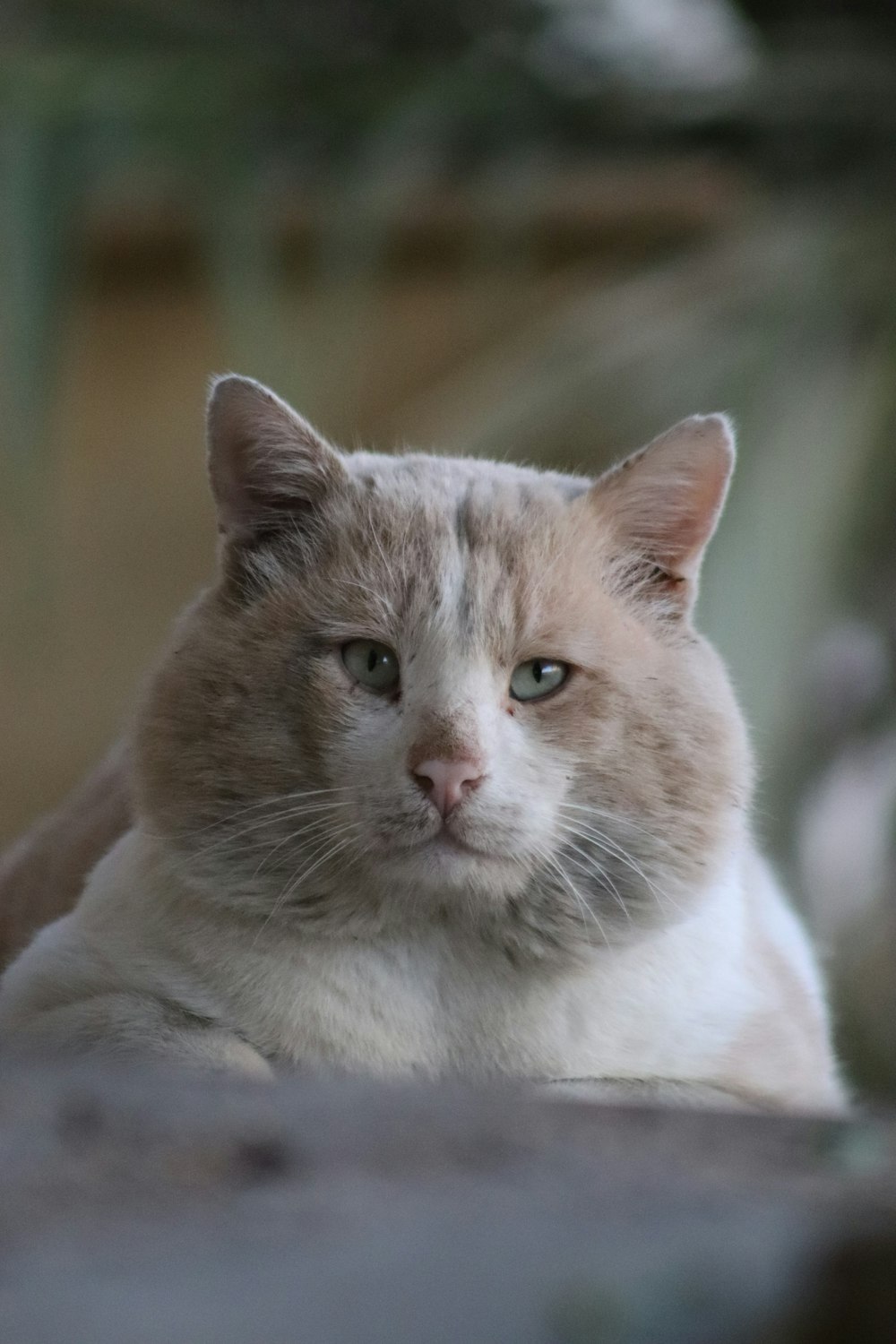 a close up of a cat laying on the ground