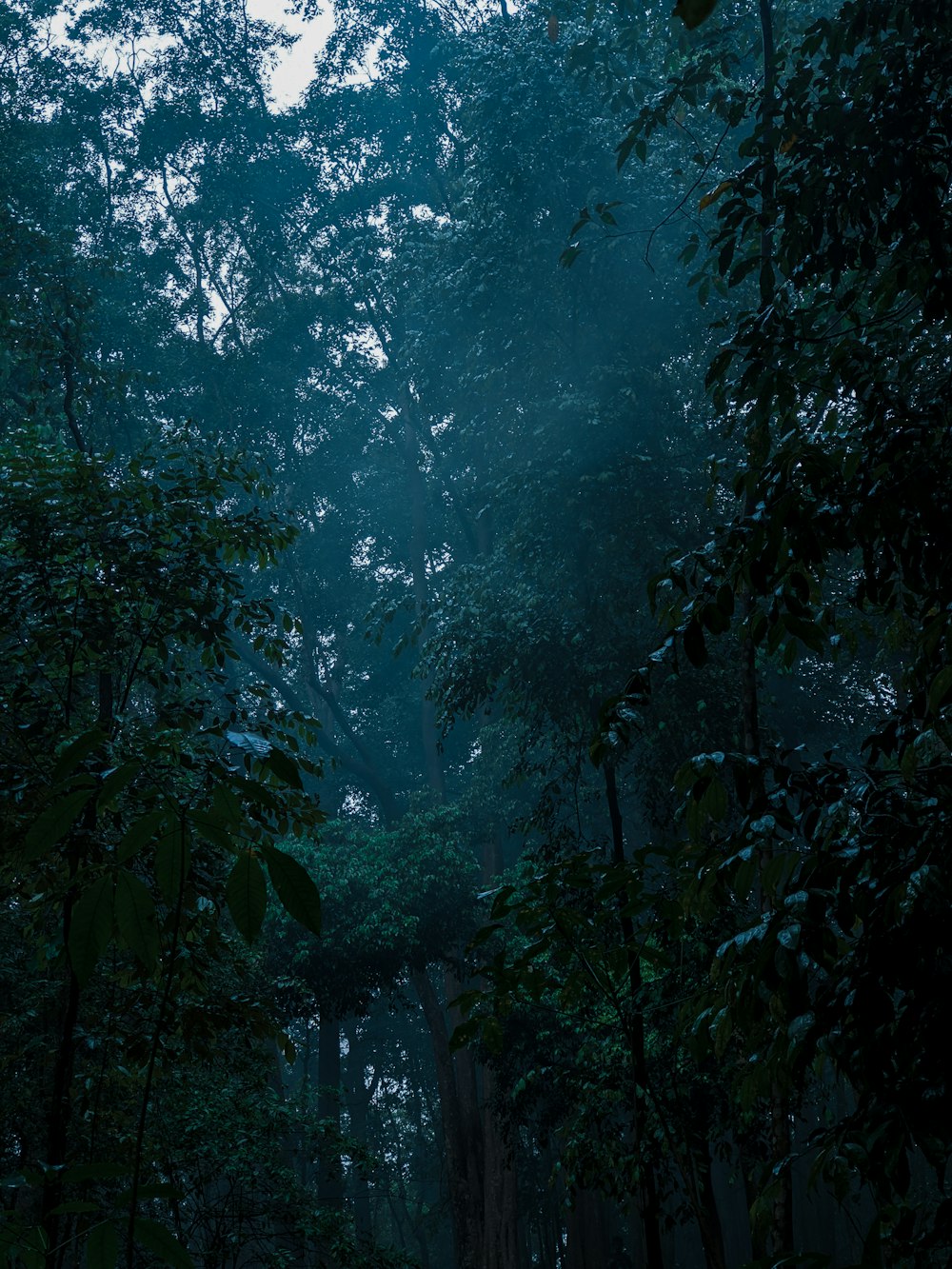 a dark forest filled with lots of trees