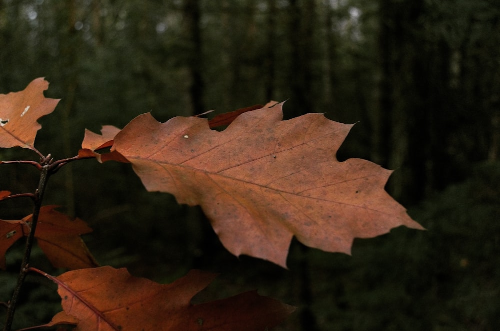 a close up of a leaf on a tree