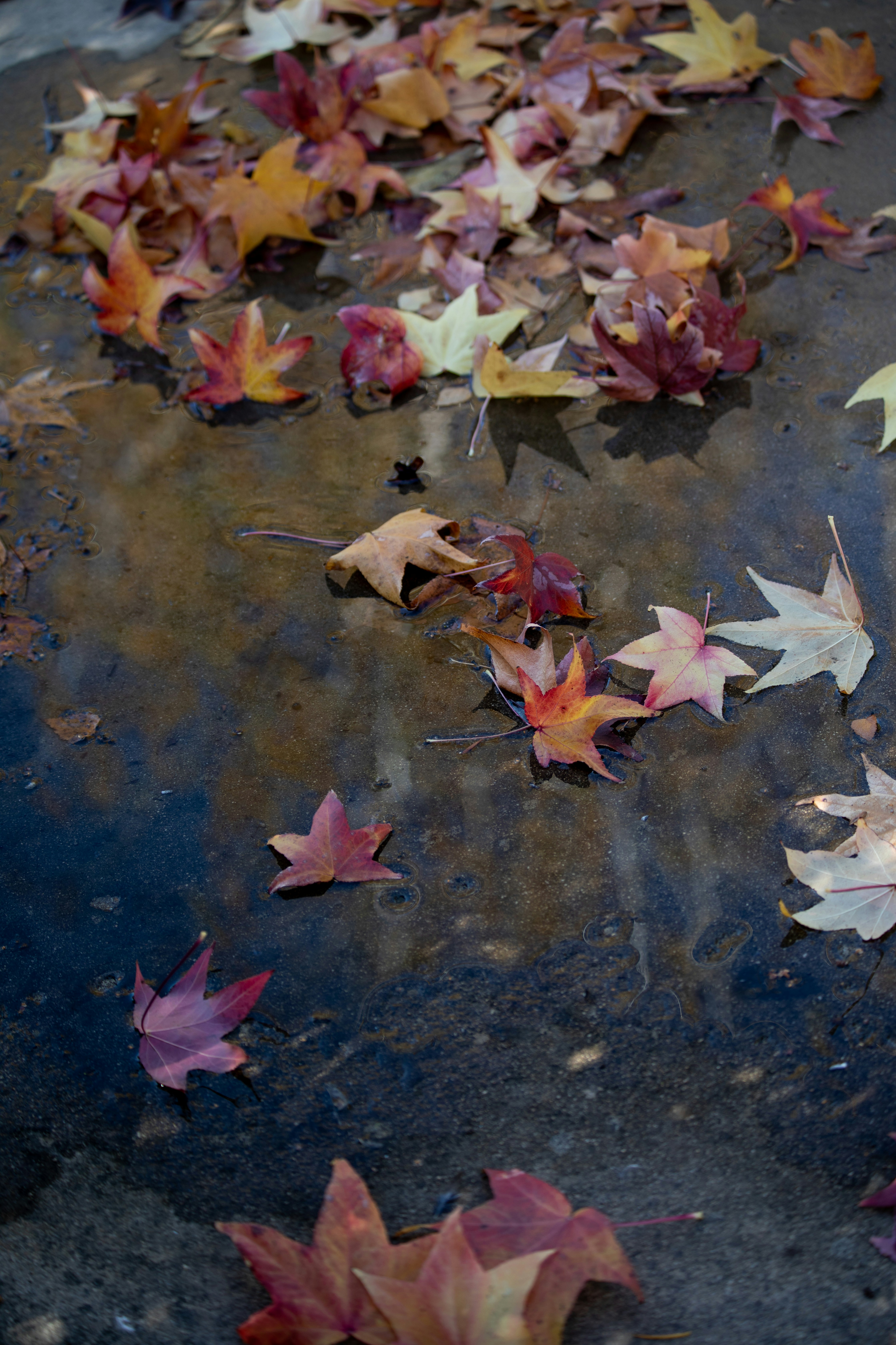 a bunch of leaves that are laying on the ground