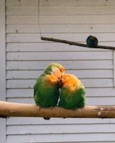 Two colorful lovebirds with green and orange plumage sit closely together on a wooden perch, displaying affectionate behavior. A third bird is perched on a wooden branch in the background. The setting is simple against a wooden panel wall.
