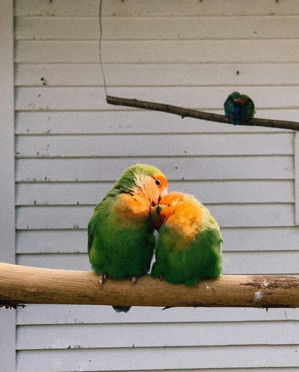 two colorful birds sitting on top of a wooden branch