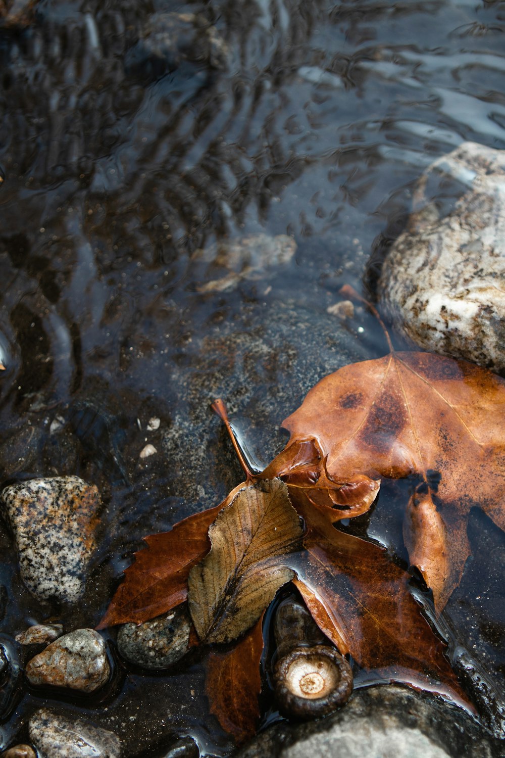 a leaf is laying on the rocks in the water