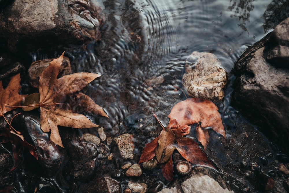 a close up of leaves and rocks in a stream