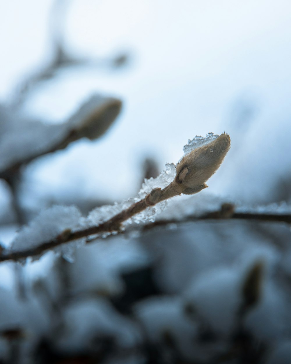 a close up of a branch with snow on it