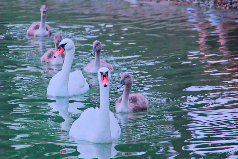 a group of swans swimming on top of a lake